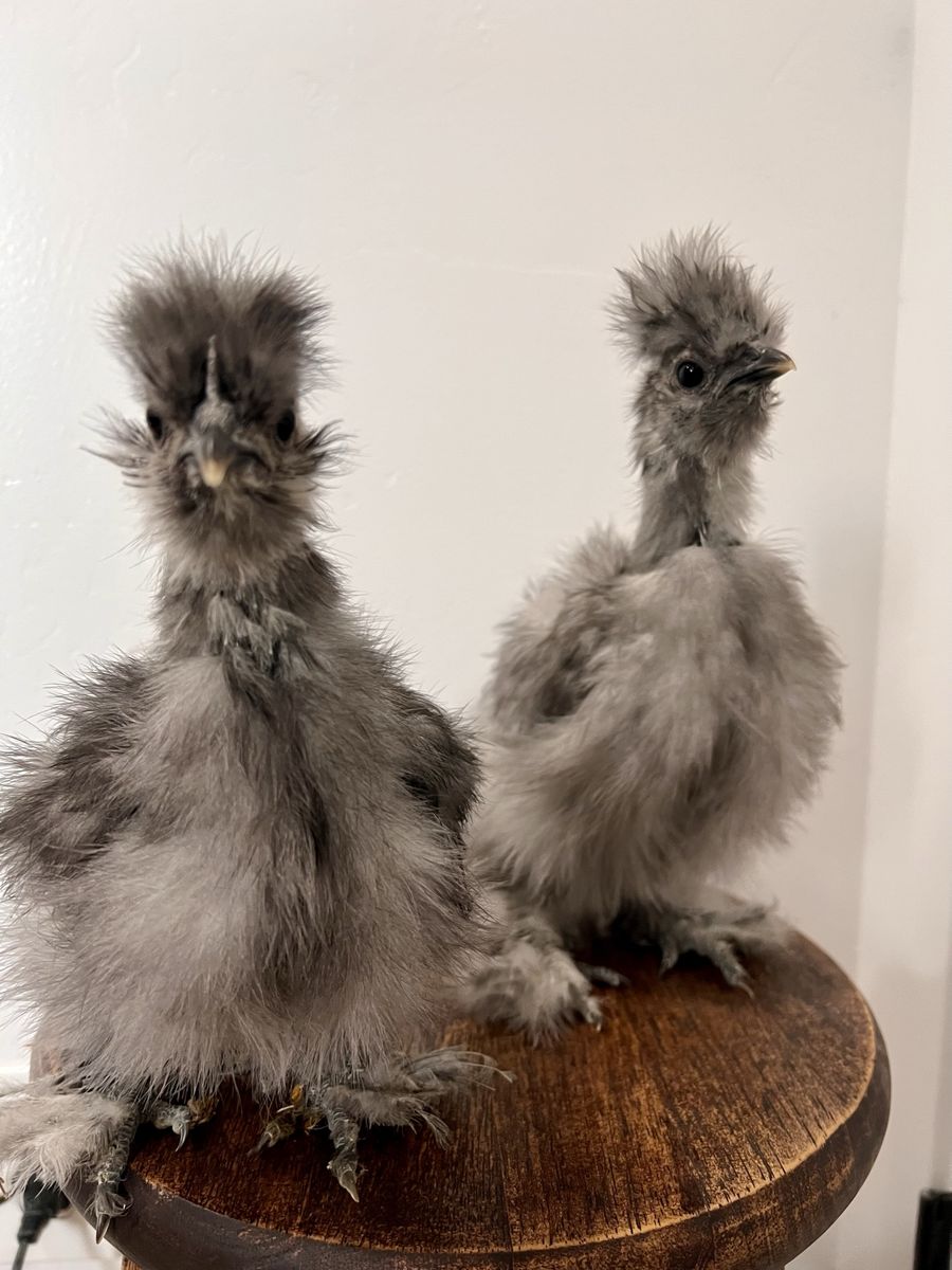 Silkie Grow outs