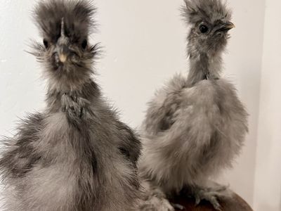 Silkie Grow outs