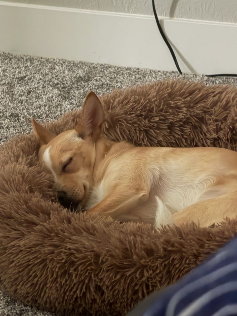 1.5 Year Old Female Chihuahua-Terrier Mix 