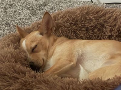 1.5 Year Old Female Chihuahua-Terrier Mix