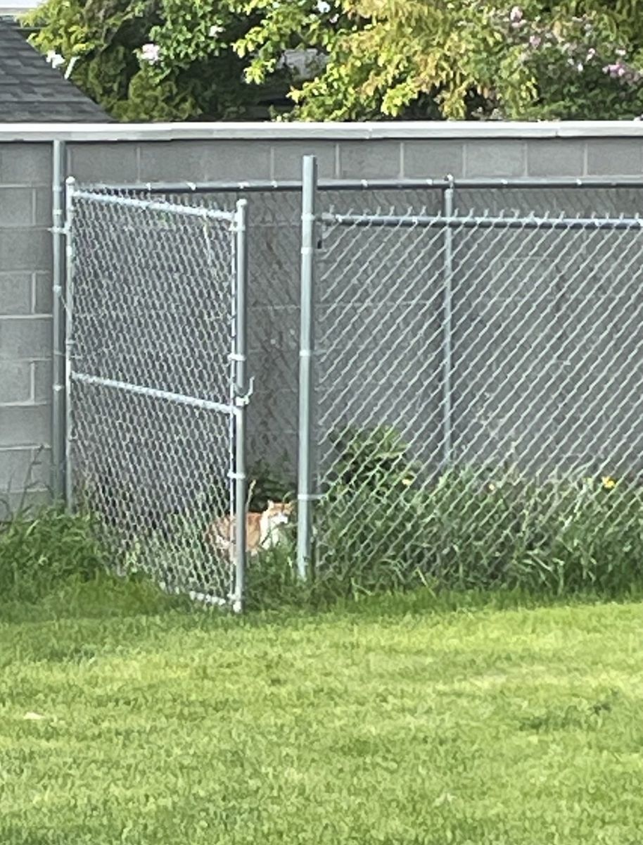 Free chain link fence w/ gate