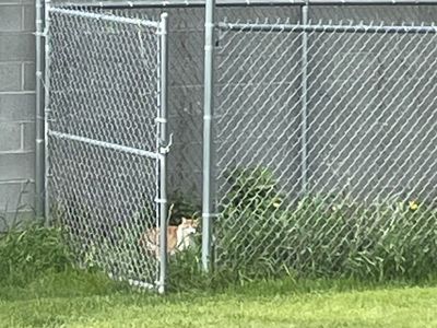 Free chain link fence w/ gate