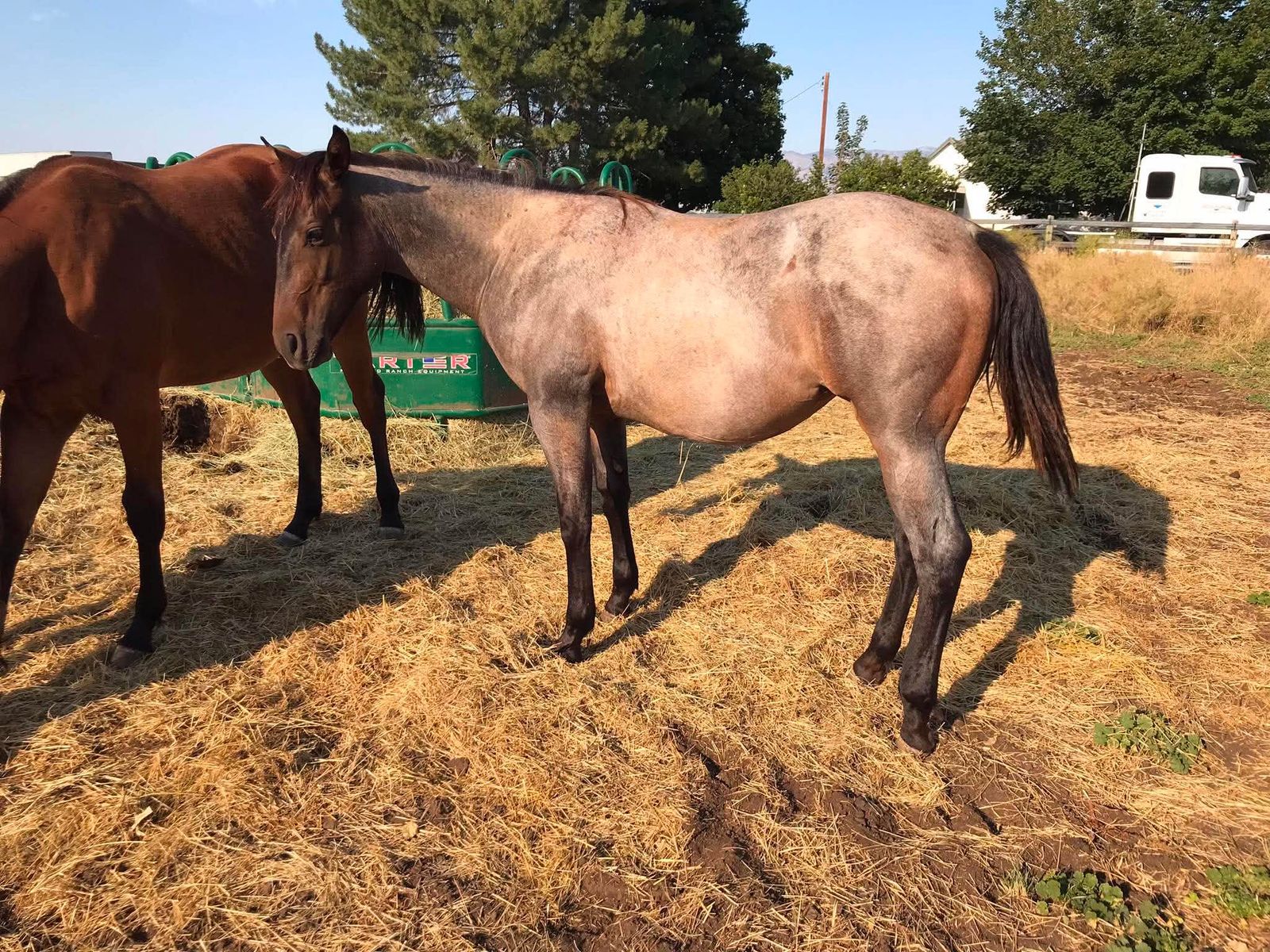 AQHA Roan Filly Yearling