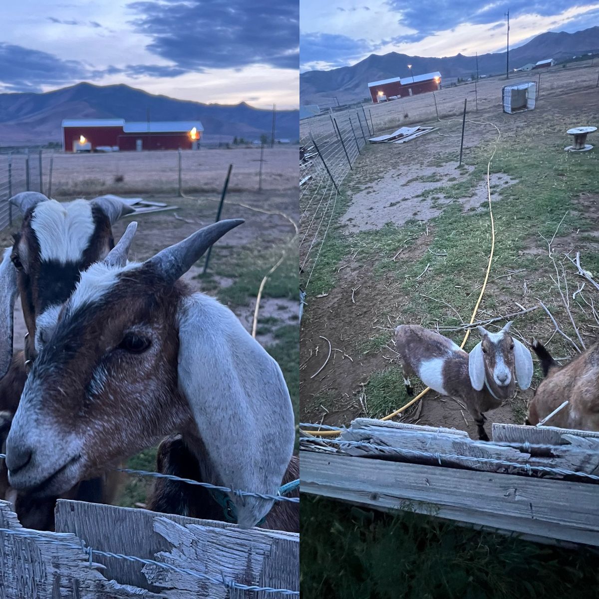 Male Nubian goat