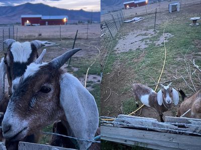 Male Nubian goat