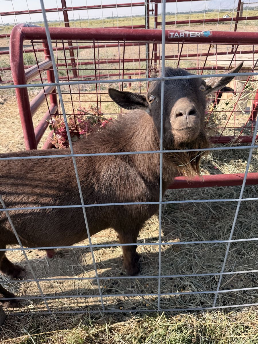 Proven Cinnamon Nigerian Dwarf Billy Goat - Available for Stud or Sale