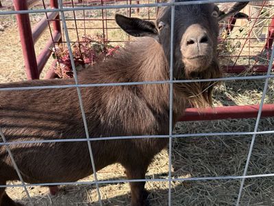 Proven Cinnamon Nigerian Dwarf Billy Goat - Available for Stud or Sale