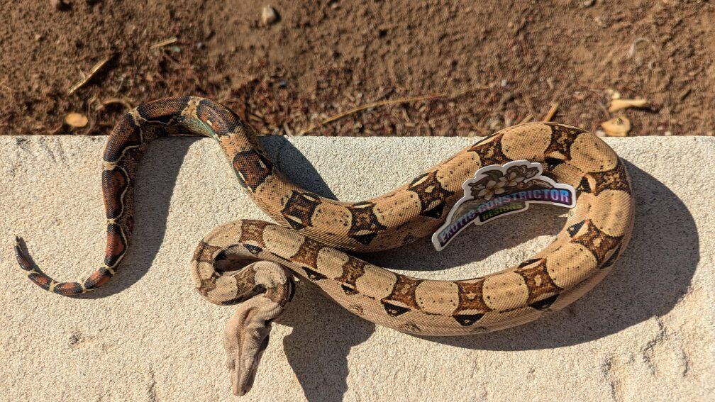 pinkbelly pastel & whitewall salt het Vpi T