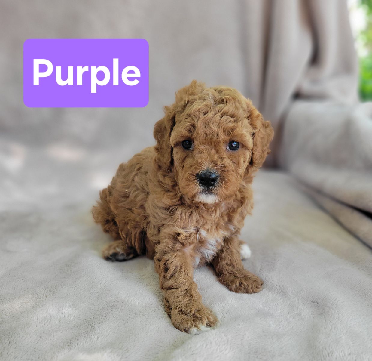 Cavapoo