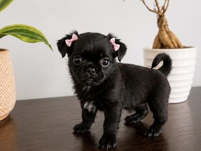Pug (Porkie) Puppies
