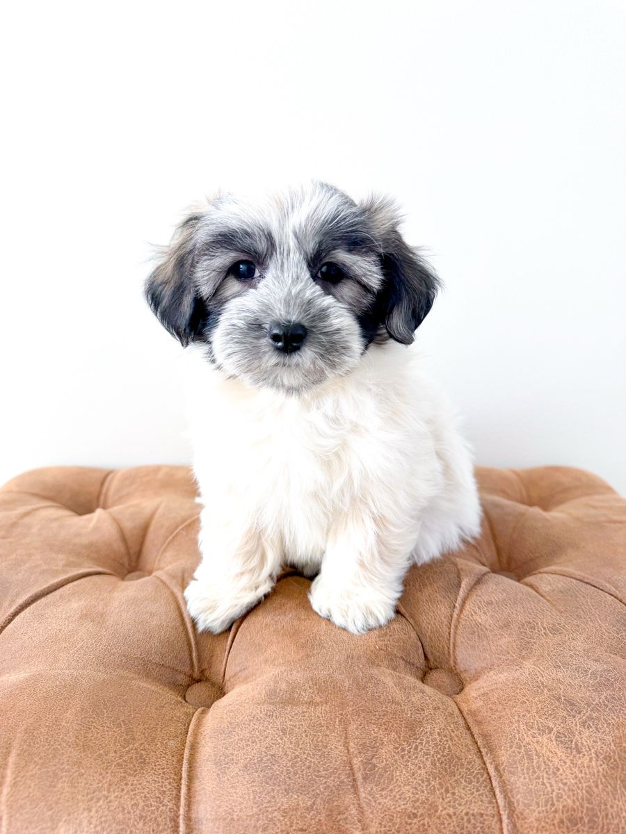 Coton de Tulear Companion Dog ~Maltese, Shih Tzu