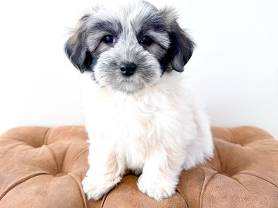 Coton de Tulear Companion Dog ~Maltese, Shih Tzu