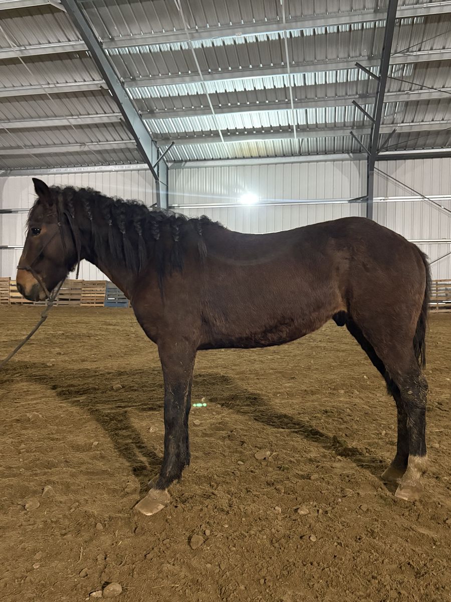 2-Year-Old Stud Prospect – Tons of Personality