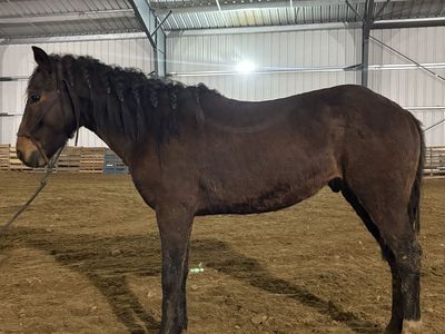 2-Year-Old Stud Prospect – Tons of Personality