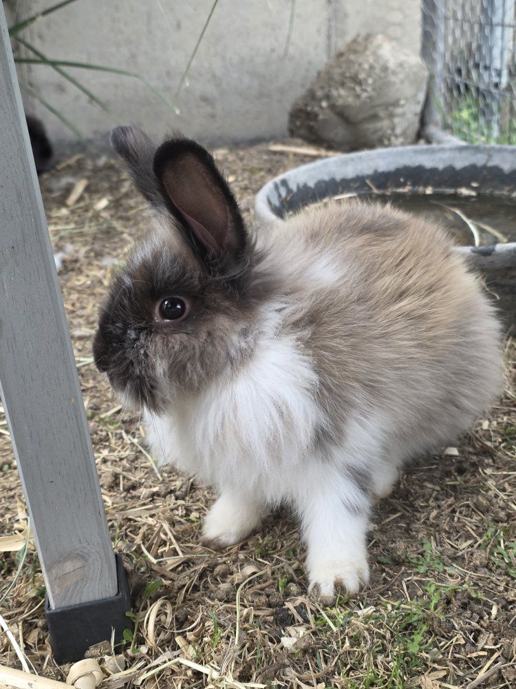 Adorable Bunny - Fluffy, Brown, White, and Black