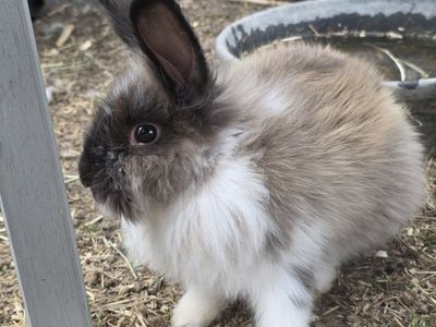 Adorable Bunny - Fluffy, Brown, White, and Black