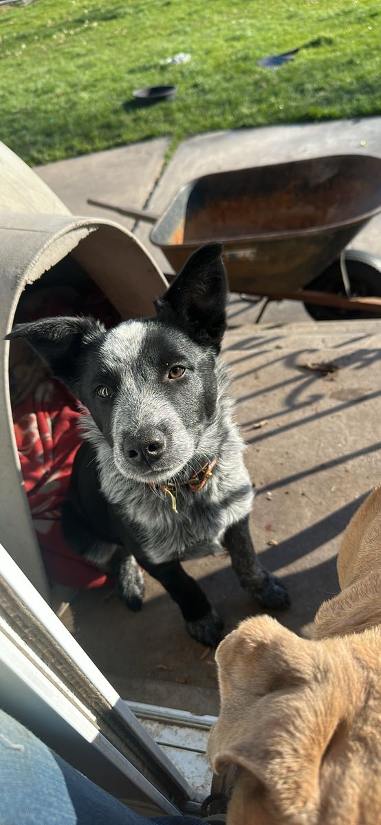 Border collie red/blue heeler