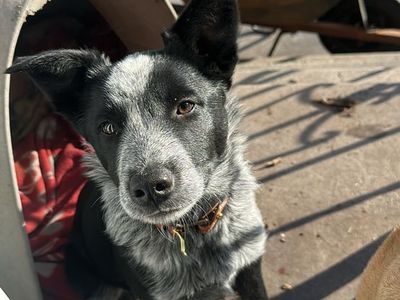 Border collie red/blue heeler