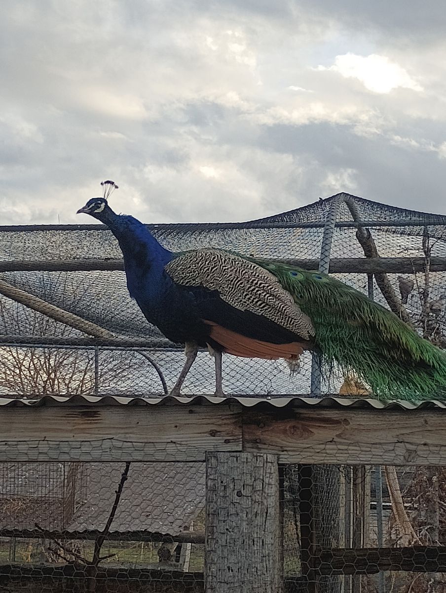 Peacocks and peahens for sale