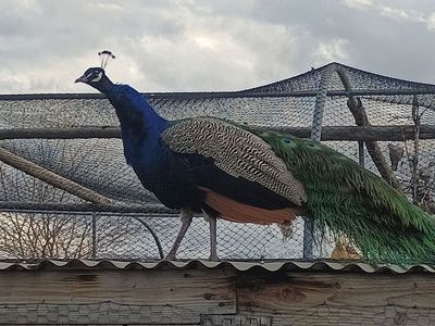 Peacocks and peahens for sale