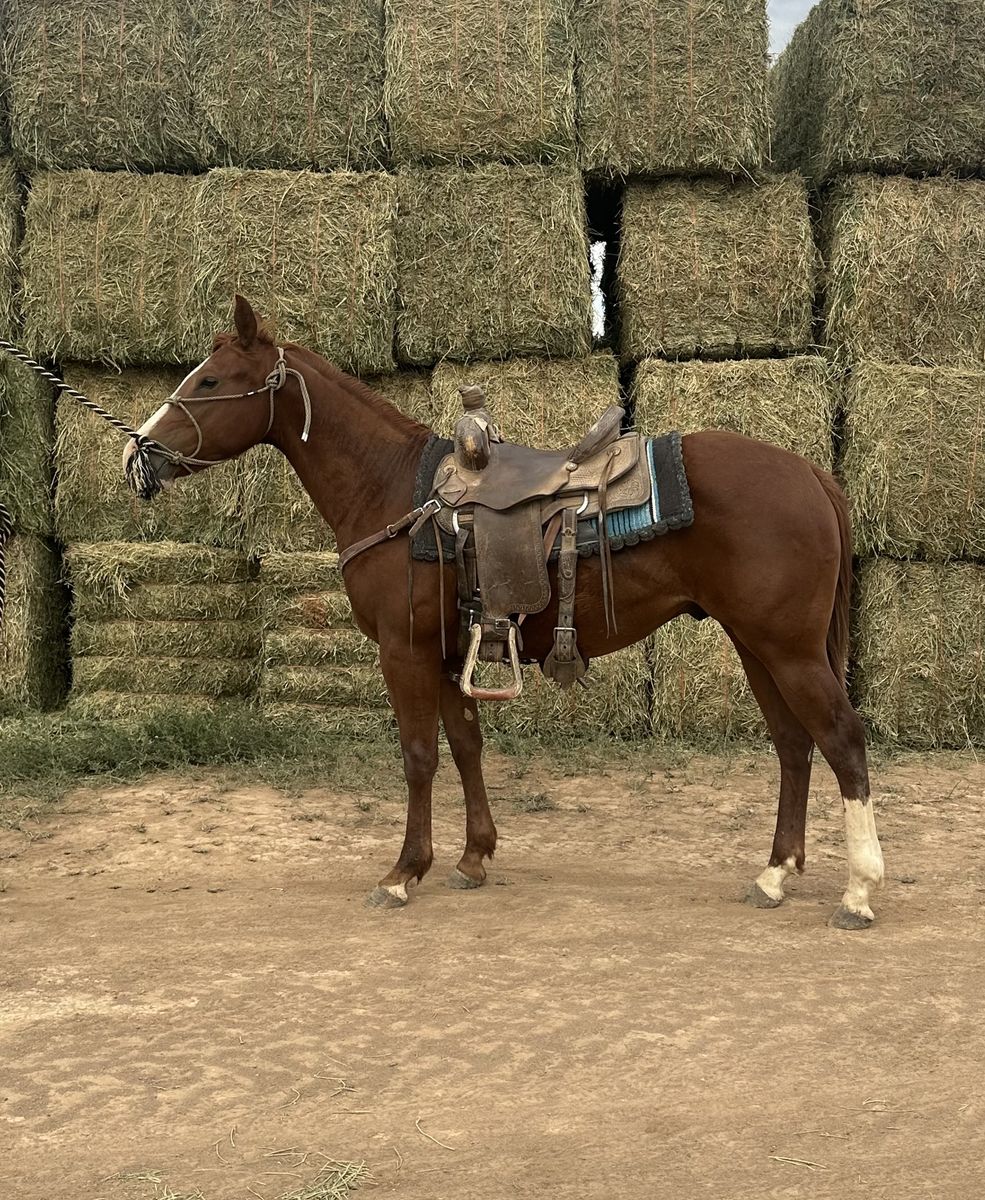 2 year old AQHA gelding