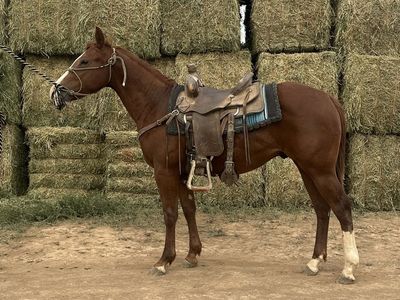 2 year old AQHA gelding
