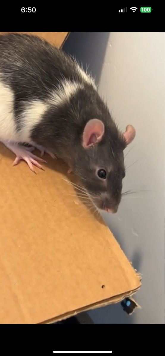 Adult Fancy Rat -comes with everything, please read description-