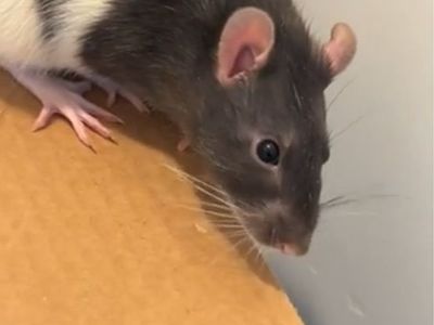 Adult Fancy Rat -comes with everything, please read description-