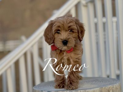 🧸 Goldendoodle Puppies Golden Doodle Now!