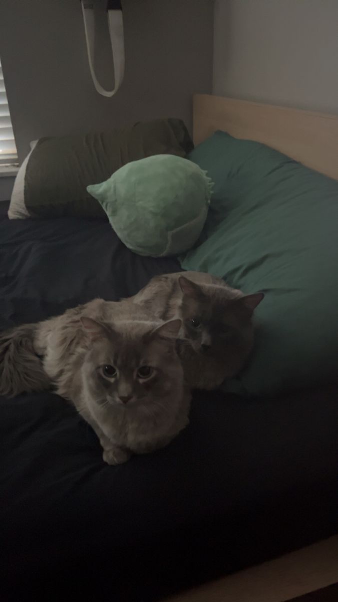 2 beautiful cats!