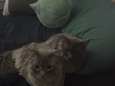 2 beautiful cats!