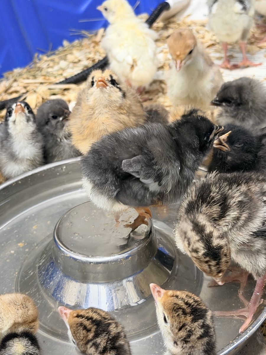 Baby Chicks - Assorted Breeds, Various Colors - Farm Fresh Poultry for Your Flock