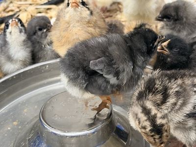 Baby Chicks - Assorted Breeds, Various Colors - Farm Fresh Poultry for Your Flock