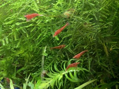 Red shrimp
