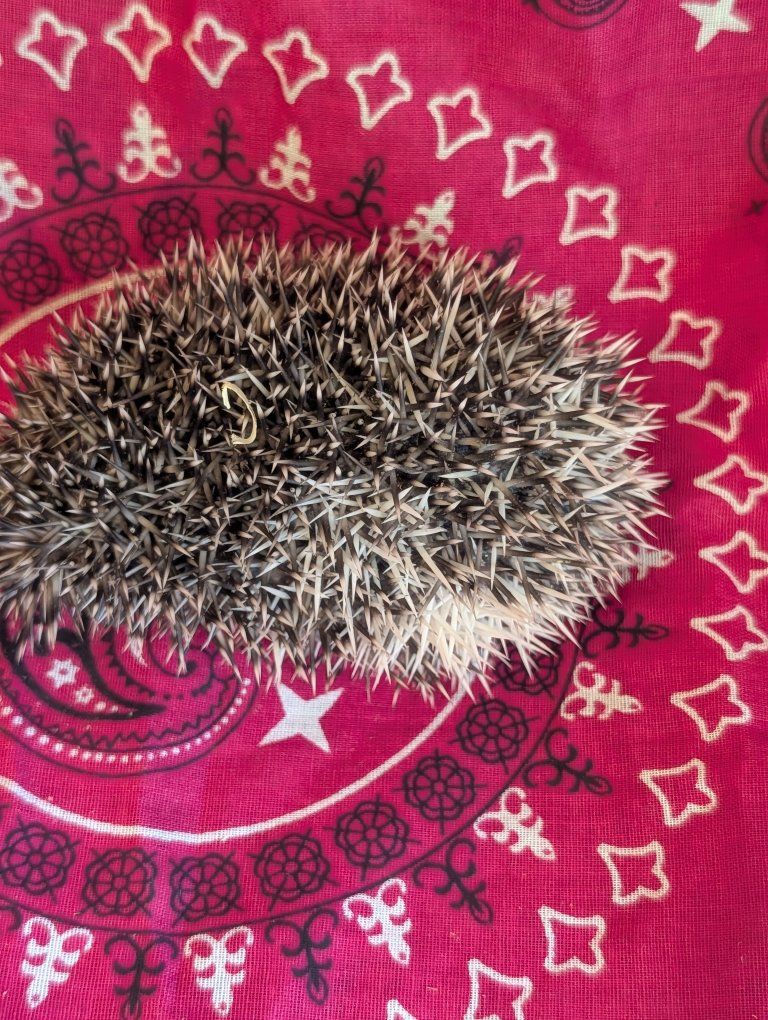 Adorable African Pygmy Hedgehog - Friendly & Ready for a New Home!