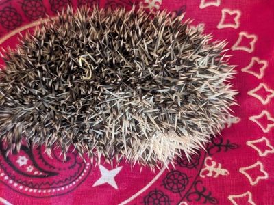 Adorable African Pygmy Hedgehog - Friendly & Ready for a New Home!