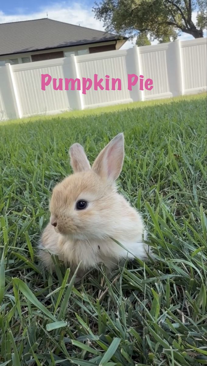 Angora Mixed Baby Rabbits