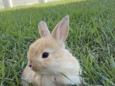 Angora Mixed Baby Rabbits