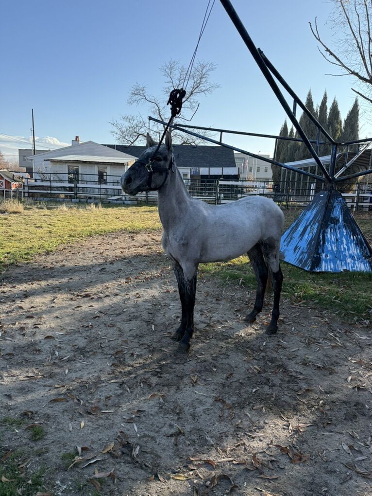 15 Months Old Filly Andalusian