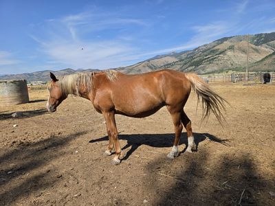 Bred quarter horse mare