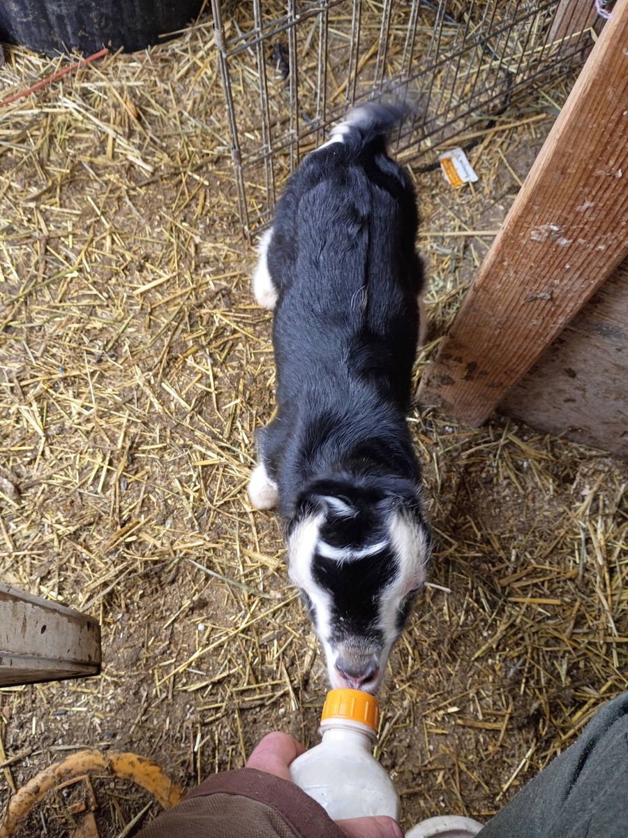 Blue Eyed Bottle Buckling