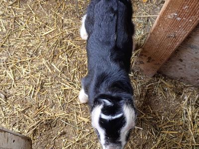 Blue Eyed Bottle Buckling