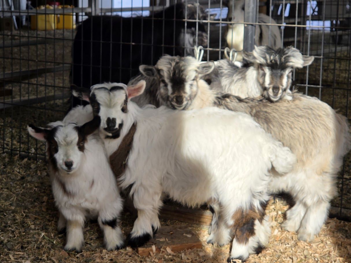Gorgeous silver mini silky fainting goat wether