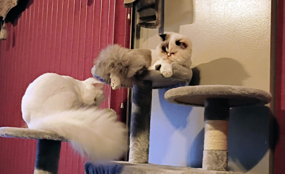 16 Month Old Persian Cats