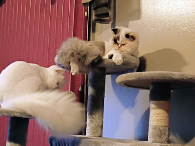 16 Month Old Persian Cats