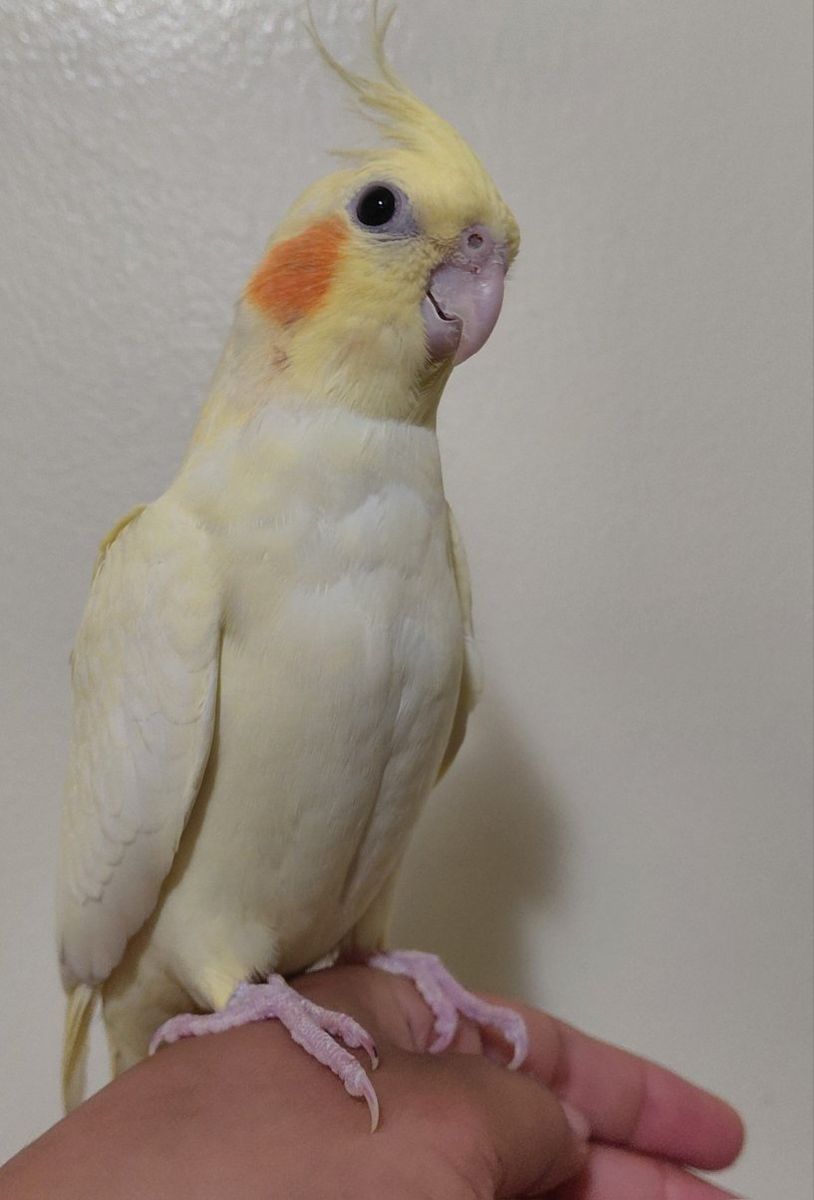 Tame Baby Cockatiels