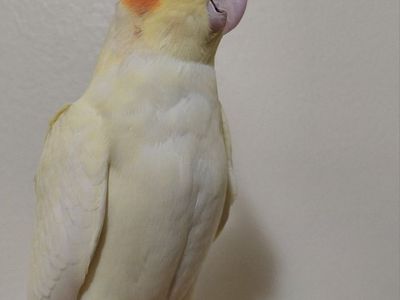 Tame Baby Cockatiels