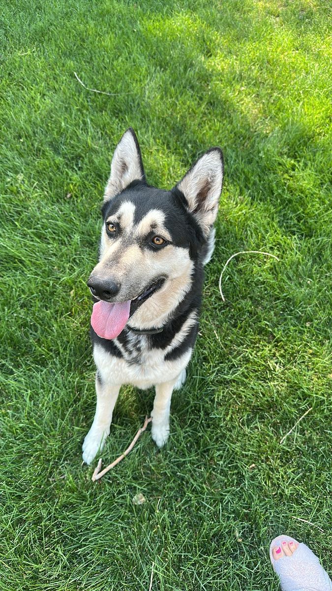 German Shepard/Husky mix