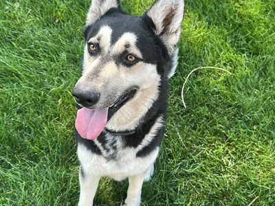 German Shepard/Husky mix