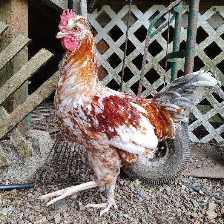 Swedish Flower rooster